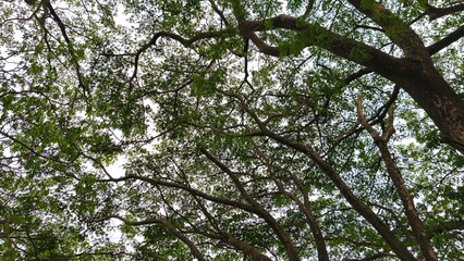 Fototapeta premium Lush trees with green leaves against clear sky. Natural beauty (2)