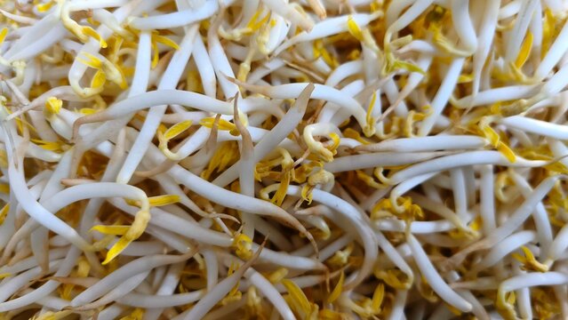 Sprouted vegetables. Agricultural harvest