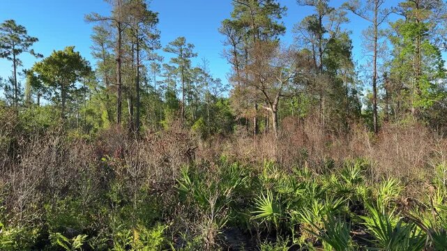 Bright palmetto plants spread across the ground beneath tall pine trees in a sunny forest. The natural woodland vegetation creates a vibrant outdoor Florida landscape.