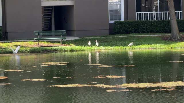 Several white birds glide across still green water near a quiet apartment building shoreline. Soft sunlight and reflections create a peaceful suburban nature scene.
