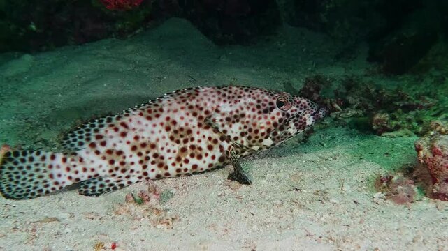 Close up footage of a Greasy Grouper Epinephelus tauvina with distinctive orange brown spots, gracefully swimming over a sandy seabed in a clear tropical ocean environment.