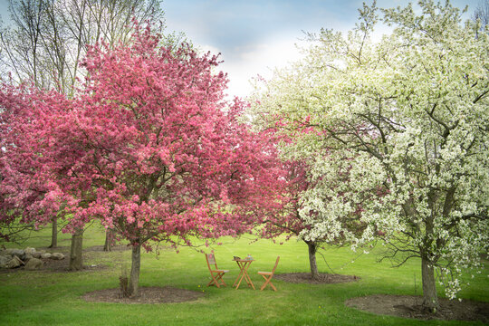 Picnic under cherry blossom trees 