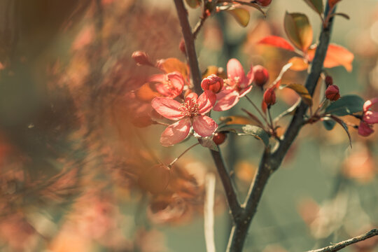 Cherry Blossom 