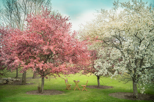 Cherry blossoming trees 