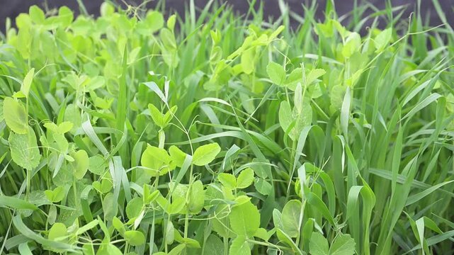 Peas and Oats Mix Cover Crop Growing in Garden Bed