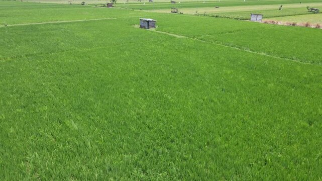 Aerial view of lush green rice fields with narrow irrigation paths under soft daylight in Madiun, East Java, Indonesia.