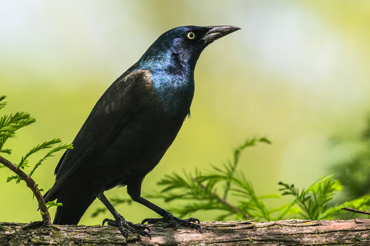 Common grackle perched in a tree.