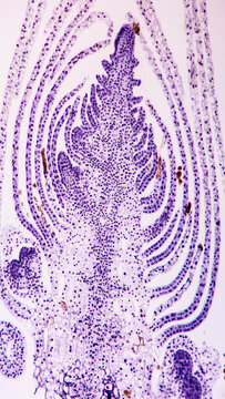 Longitudinal section of plant stem apical bud under the microscope