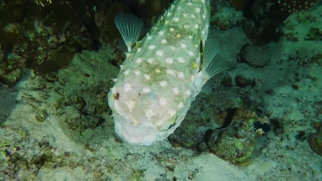 Close up underwater footage of a Spotbase Burrfish Cyclichthys spilostylus swimming gracefully amidst vibrant coral formations on a tropical reef.