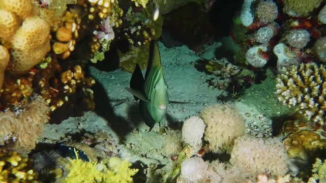 Close up underwater footage of a beautiful tropical fish, possibly a Zebra Surgeonfish or Sailfin Tang, swimming amongst colorful coral and marine life in a clear ocean environment.
