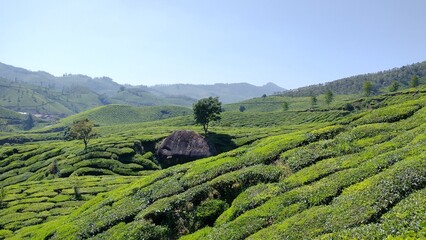 A prominent large boulder and a solitary tree stand among the lush green rows of a tea plantation in Munnar, Kerala, India. © Grzegorz
