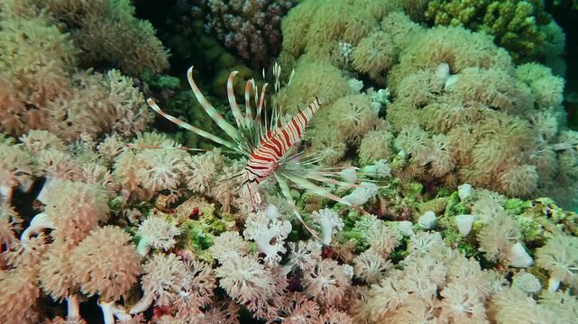 red lionfish Pterois volitans gracefully navigates a colorful coral reef, showcasing its distinctive venomous spines and intricate patterns amidst a vibrant underwater ecosystem.