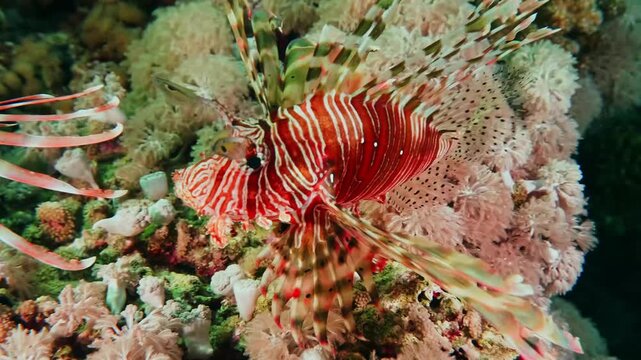 underwater footage of a beautiful red lionfish Pterois volitans gracefully swimming among colorful coral reefs. This iconic marine predator, with its distinctive striped pattern and elaborate fins, na