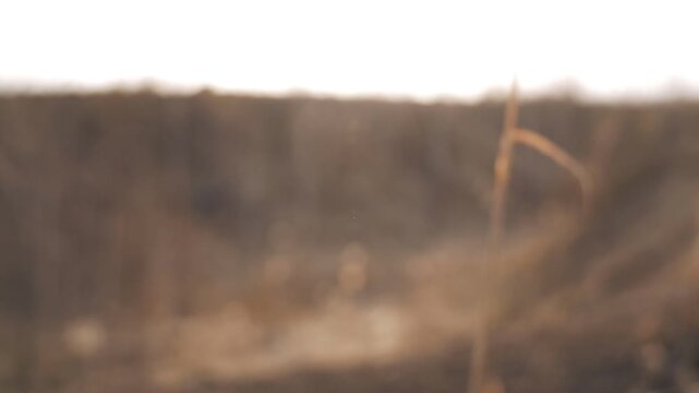 Withered pampas grass and a winter-bare birch forest