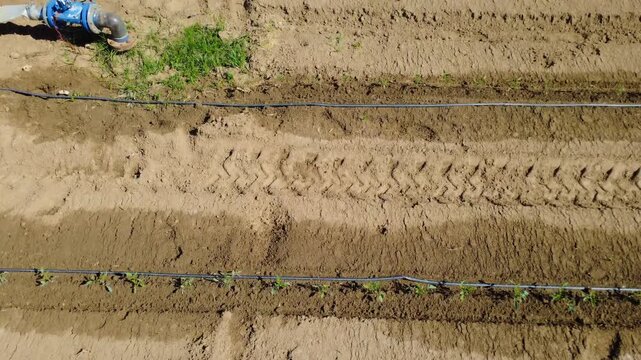The source of hydration: Drone tilt-up shot revealing the irrigation valve and the vast extent of the tomato field.