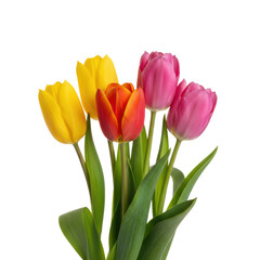 Obraz premium Close-up of five vibrant tulips, two yellow, two pink, one redorange, with green stems and leaves, elegantly arranged against a transparent studio background, evoking pristine freshness and serene