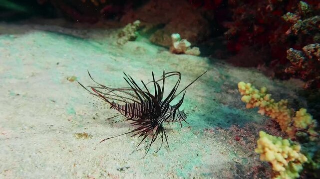 close up of a beautiful yet dangerous lionfish Pterois miles or Pterois volitans resting on the sandy seabed of a vibrant coral reef.