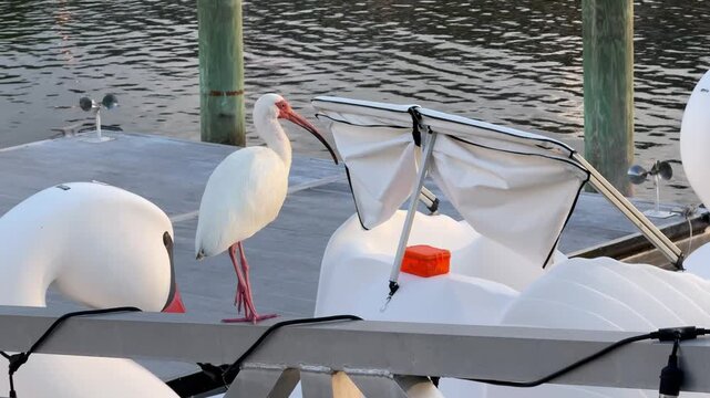 A white ibis bird with a curved beak stands on a marina dock beside small boats and calm water. Soft evening light highlights coastal wildlife and peaceful harbor surroundings.