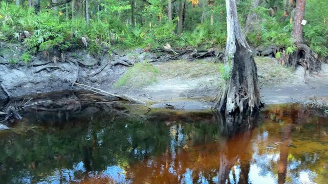Tall cypress trees rise beside a narrow forest creek with reflections in dark water. Lush green vegetation and soft light create a serene natural landscape.