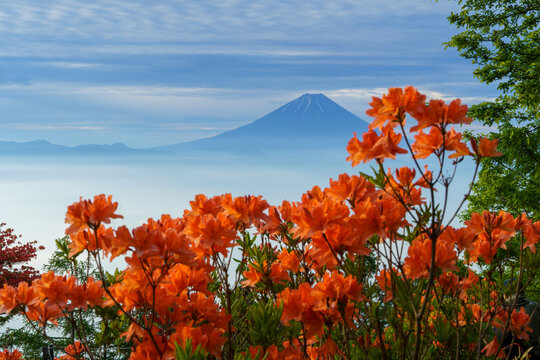 Mount Fuji and vibrant Japanese azaleas (Renge Tsutsuji) blooming in early summer from Mount Amari, Yamanashi, Japan.