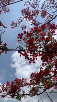 Red Flamboyant Flowers Against Blue Sky Vertical Background