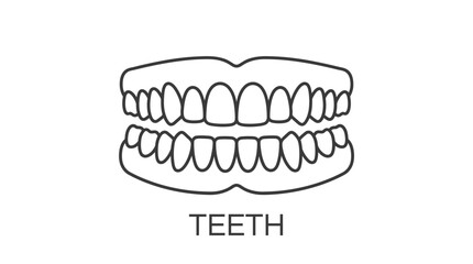 Obraz premium Simple line art illustration of human teeth, showing both upper and lower dental arches, representing oral health and dentistry.