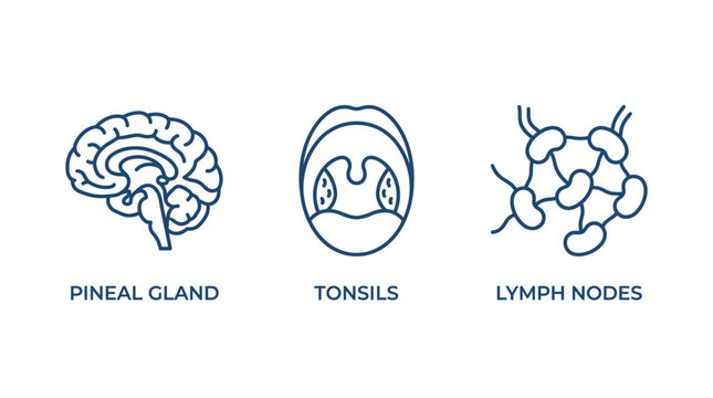 Line art icons illustrating human anatomical structures: pineal gland, tonsils, and lymph nodes.