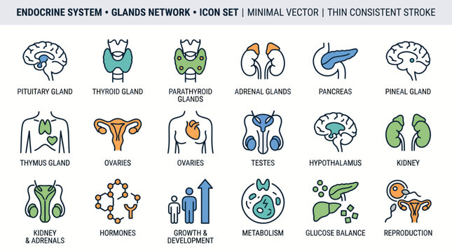 Comprehensive icon set illustrating the human endocrine system, glands, hormones, and related biological processes in a minimal vector style.