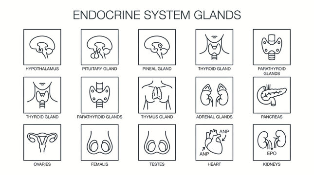 Line art icons illustrating various glands of the human endocrine system, including the brain, neck, torso, and reproductive organs.