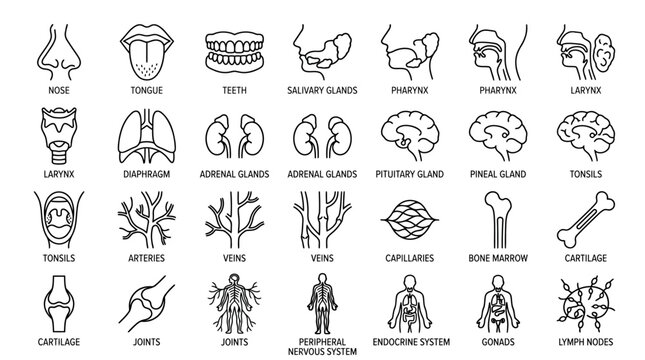 Line art icons illustrating various human internal organs, body parts, and anatomical systems for medical and educational purposes.