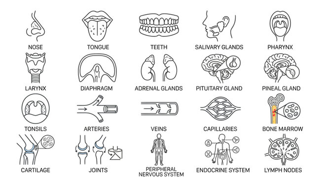 Human anatomy line icons set showing various organs, glands, and body systems like nose, tongue, teeth, pharynx, larynx, diaphragm, arteries, veins, and endocrine system.
