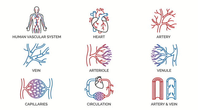 Detailed line art icons illustrating the human circulatory system components and blood flow, including heart, arteries, veins, capillaries, and overall circulation.