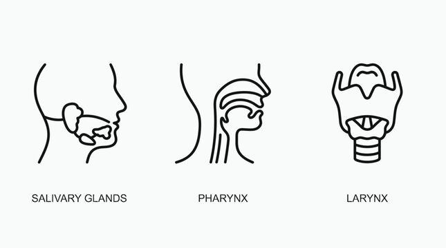 Line art illustrations of human salivary glands, pharynx, and larynx, depicting anatomical structures of the throat and mouth.