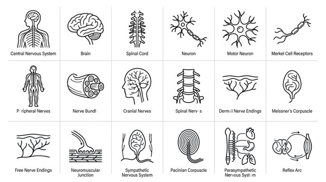 Line art icons depicting various components and structures of the human nervous system, including brain, spinal cord, neurons, and nerve endings.