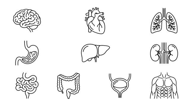 Line art icons of human internal organs including brain, heart, lungs, stomach, liver, kidneys, intestines, bladder, and torso.