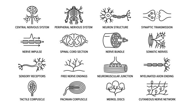 Line icons illustrating various components and processes of the human nervous system, including neurons, synapses, and sensory receptors.