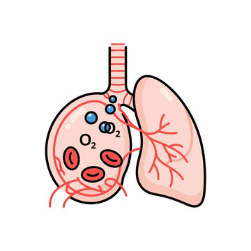 Medical Illustration of Human Lung Anatomy and Alveolus Gas Exchange showing Oxygen Molecules and Red Blood Cells in the Respiratory System