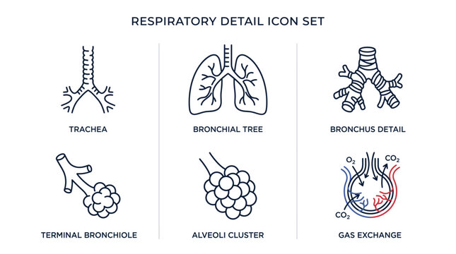Detailed respiratory system icon set illustrating human anatomy from trachea to gas exchange, featuring bronchial tree, bronchiole, and alveoli cluster.
