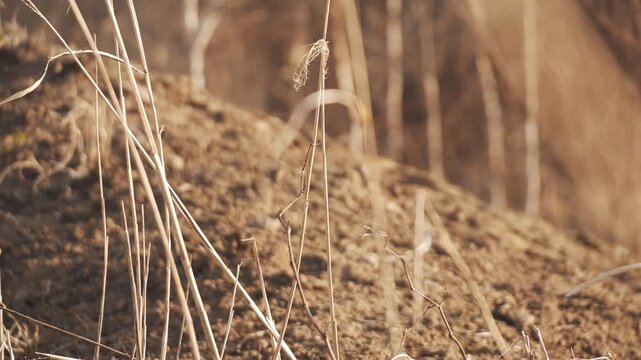Withered pampas grass and a winter-bare birch forest