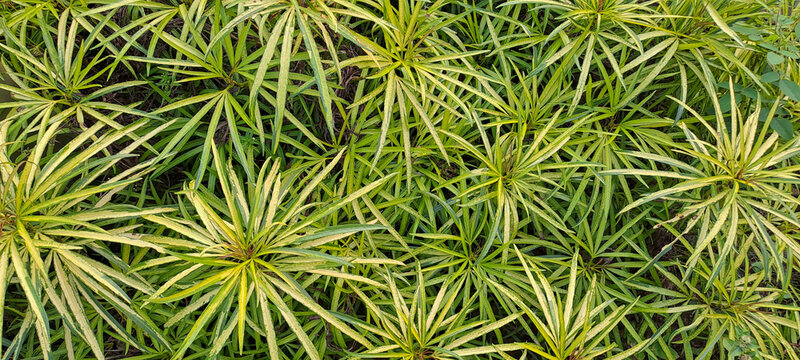 Osmoxylon lineare or Ararea or Aralea or Aralia or Miagos Bush is an ornamental plant that belongs to the bush, the leaves are green and yellow. Ararea has long leaves and sharp edges