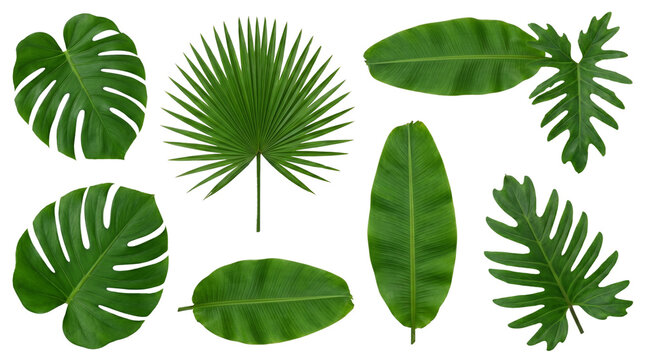 Tropical leaves with clear spacing and defined edges for easy cutout, isolated on White background