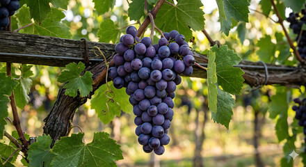 Fototapeta premium realistic animated image of a bunch of fresh purple grapes in the sunshine