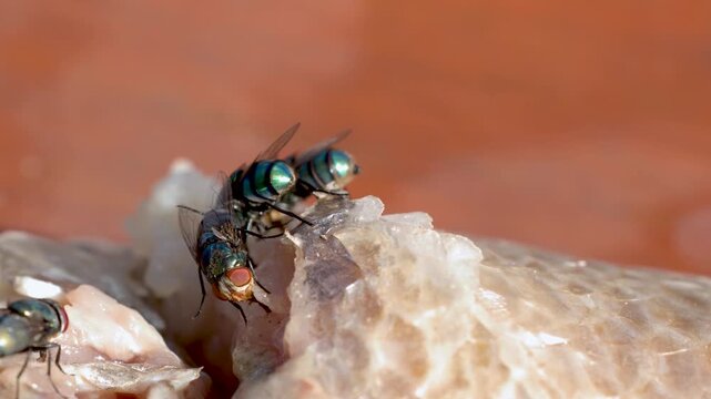 Flies feed on raw fish carcass with iridescent bodies, extreme close-up macro footage.