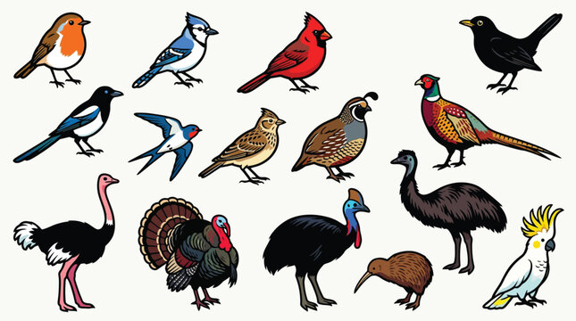 A diverse collection of 15 different bird species illustrated in a flat, cartoon style against a white background.