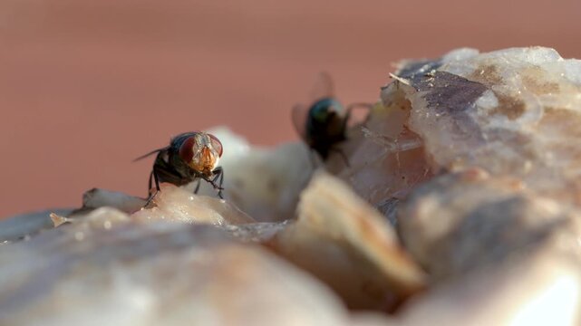 Close-up macro shot of common house flies feeding on leftover fish bones in outdoor setting.
