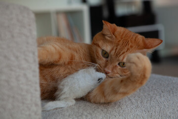 A cat is lying on a couch and playing with a toy mouse. The living room has soft lighting and cozy furniture. The cat appears focused and engaged in the activity