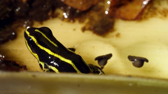 Variable Poison Frog (Ranitomeya variablis). The male tends the eggs and on hatching will transport the tadpoles to a small water body such as a bromeliad or heliconia bract, Ecuador