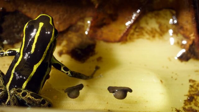 Variable Poison Frog (Ranitomeya variablis). The male tends the eggs and on hatching will transport the tadpoles to a small water body such as a bromeliad or heliconia bract, Ecuador