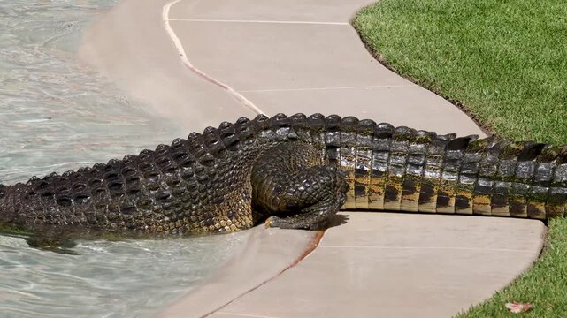 Large crocodile slowly moving along poolside edge with scaly texture visible.