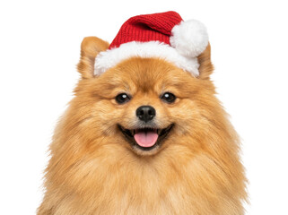 Obraz premium A cheerful pomeranian dog wearing a red santa hat smiles brightly on a white background